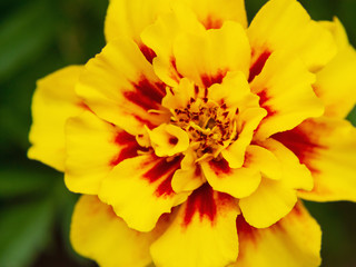 Yellow marigold in a flower bed in the garden, close-up