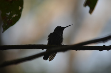 silueta de un colibrí © Lenny