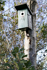 nest box on a tree