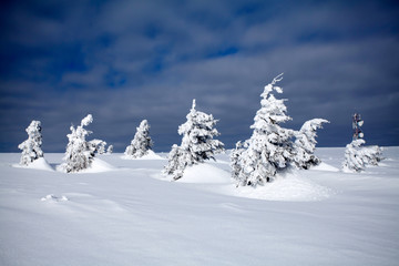 Snowy fir trees