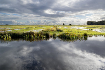 Dutch polder landscape in the province of Friesland - obrazy, fototapety, plakaty