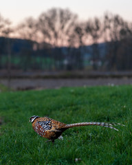 Fasan in der Abenddämmerung