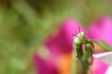 mantis verde flor