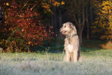 Irischer Wolfshund im Herbstlaub