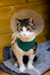 Young cat after stomach surgery with bodysuit and plastic collar to prevent licking