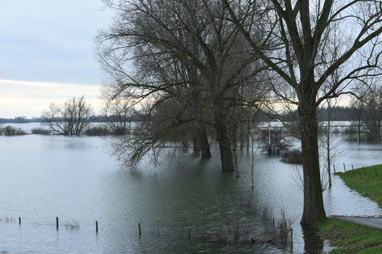 overstroomd weiland met bomen door hoogwater in de rivier de Rijn