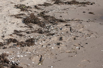 Muscheln am Strand