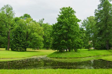 Fototapeta premium small lake in a green park. pure nature. green trees.