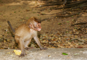 A little monkey sits on the sidewalk with a charming smile. Cunning animals monkeys in Thailand. Phuket