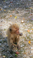 A little monkey sits on the pavement. monkeys in thailand. Phuket