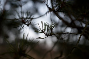 Pine cone on a twig, needle background.