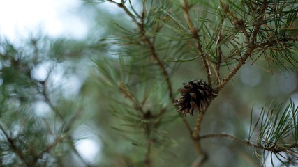 Pine cone on a twig, needle background.