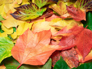 Autumn leaves on a table.