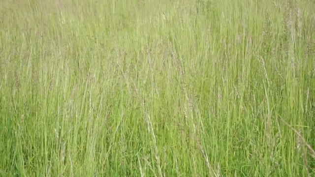Slow motion blades of grass swaying in the wind on hill. Long grasses moving by the wind and few trees on the meadow on sunny, summer day. Poland, Europe. Slow motion, no audio. Camera locked down.