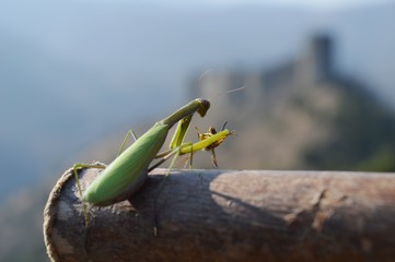 mantis caught a wasp
