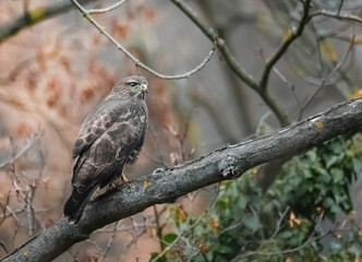Greifvogel im Baum