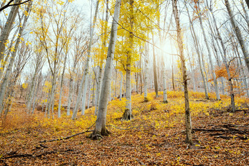 Obraz premium autumn forest bottom view