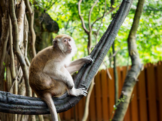 Monkey