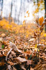 Mushroom in autumn forest