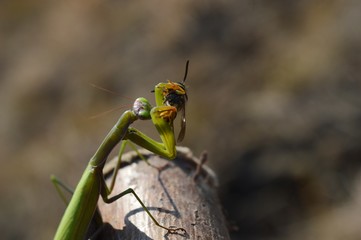 mantis caught a wasp
