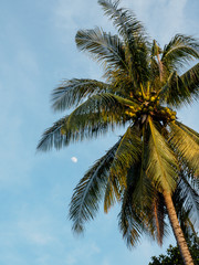 Fototapeta na wymiar Palm tree