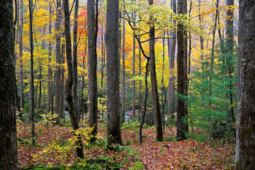 Autumn in Great Smoky Mountains