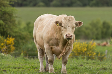 Pedigree Charolais bull free ranging in woodland on organic farm in Scotland