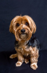 Naklejka na ściany i meble Yorkshire Terrier portrait in studio