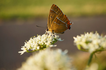 Schmetterlinge Deutschlands - Nierenfleck Zipfelfalter