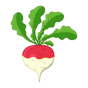 turnip cartoon icon design isolated on white background