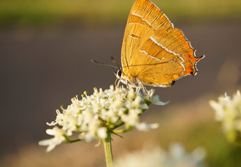 Schmetterlinge Deutschlands - Nierenfleck Zipfelfalter