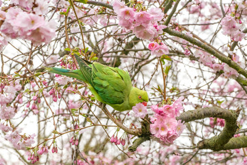 Ring Necked parakeet on blooming cherry tree in spring