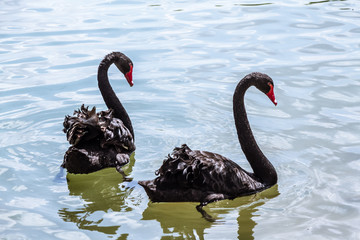 Beautiful Black Swan in Lake
