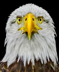 american bald eagle