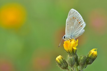 Polyommatus dorylas  515