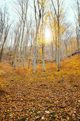 Autumn forest with yellow leaves