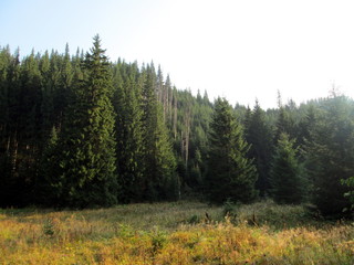 Forest in the Carpathians