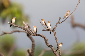 Afrikanischer Silberschnabel (Prachtfink) auf Big Island, Hawaii