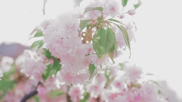 Blooming pink Japanese Sakura branch with halo soft blur effect Shallow dof. Cinematic moving fairy nature scene of cherry tree in pastel colors. 4K footage uhd.