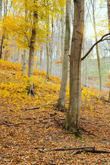 Autumn forest with yellow leaves