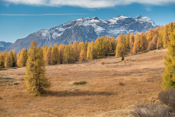 Naklejka premium Lächrenwald im Herbst mit schneebedecktem Berg im Hintergrund