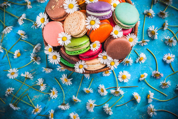 French macarons fresh arrangement overhead in wooden box with white flowers and spilled on blue background in studio