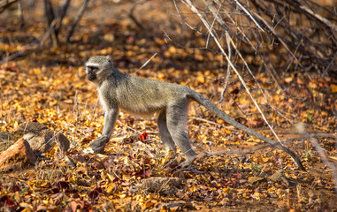 monkey in wild