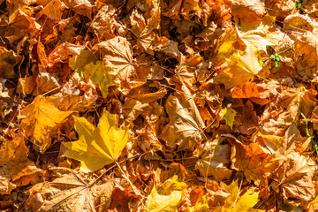 Background of yellow fallen maple leaves