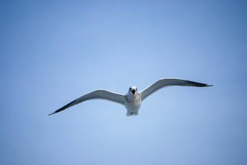 Möwe