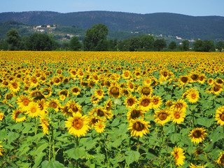 Obraz premium campo di girasoli