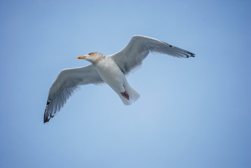 Möwe