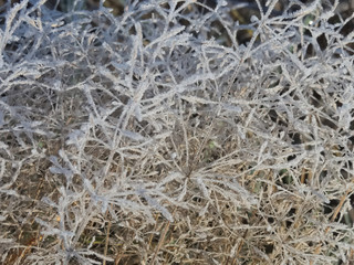 Grass covered with hoarfrost