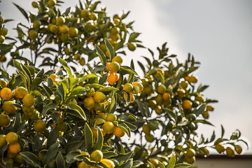 Branch of mini oranges (Kumquats) tree in the orchard on blue sk