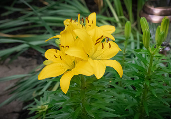 Yellow flowers in garden
